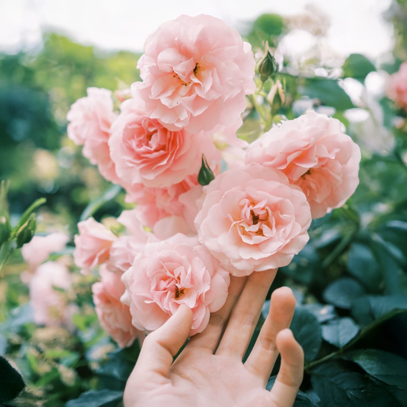 a person holding flowers